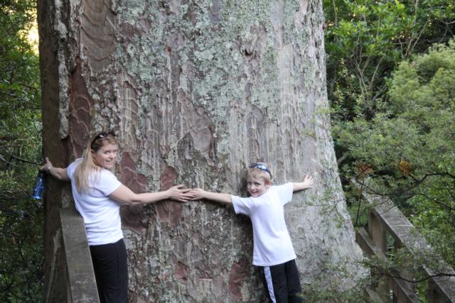 800 year old Kauri tree