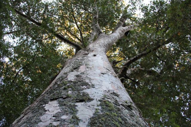 Top of Kauri tree